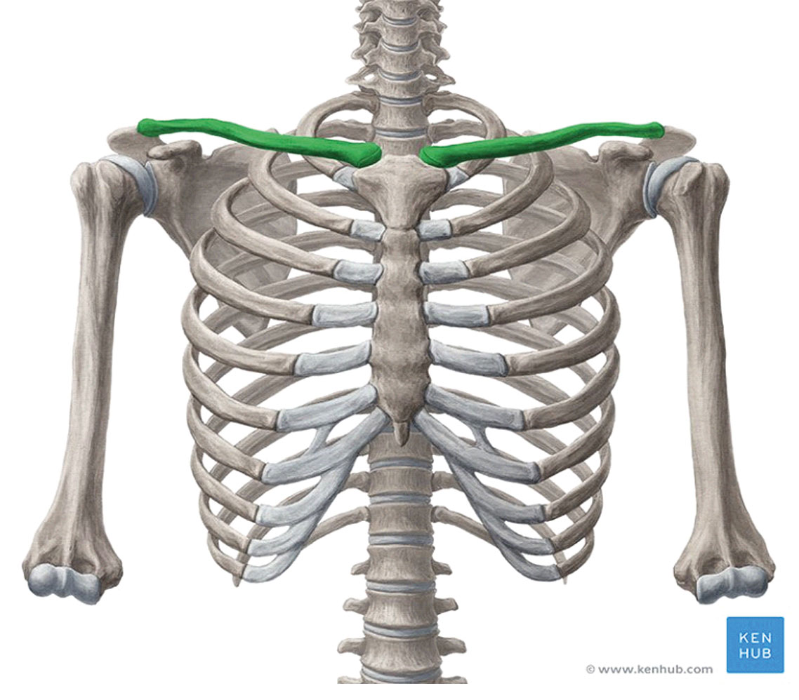 Поверхность скелета. Кости ключицы анатомия. Кости ключицы анатомия человека. Ключица и ребра анатомия. Строение скелета ключица.